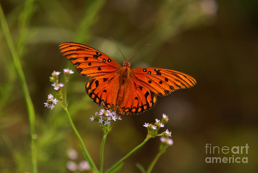 Butterfly Photograph by J Cheyenne Howell - Pixels