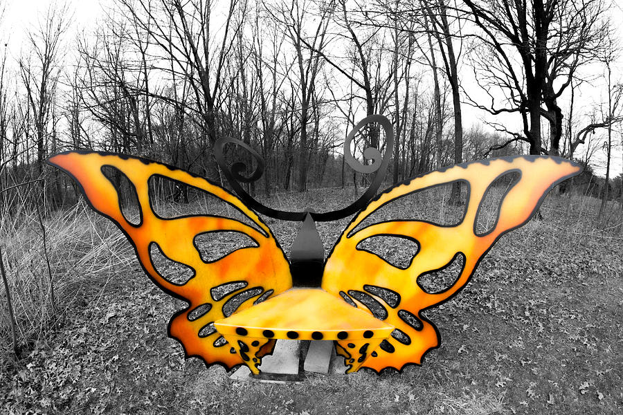 Butterfly Photograph - Butterfly by Jackie Novak