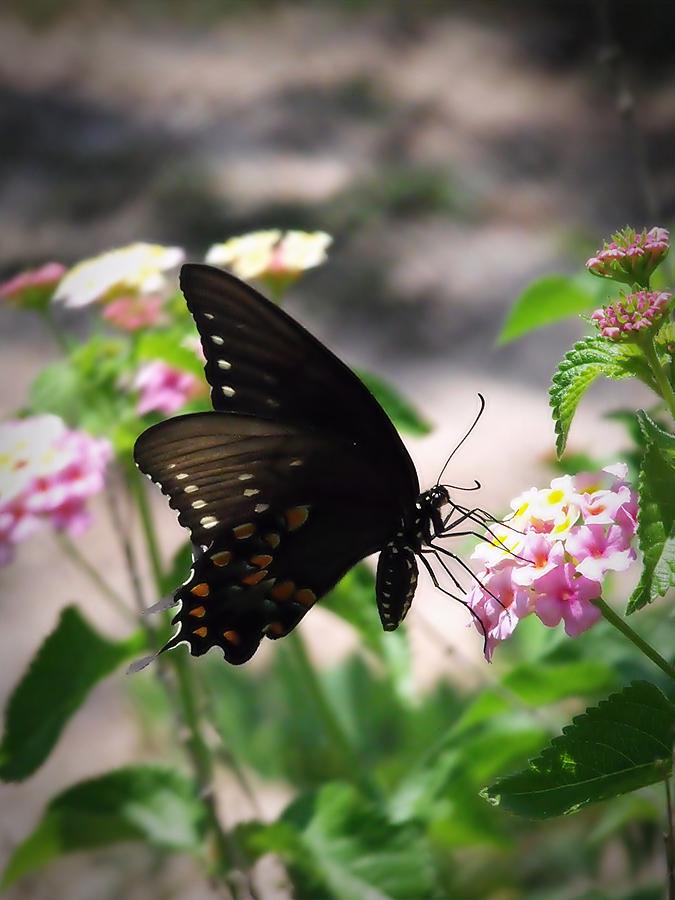 Butterfly Photograph by Jamie McBride - Fine Art America