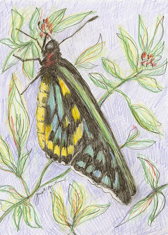 Butterfly  Drawing by Jean Pacheco Ravinski