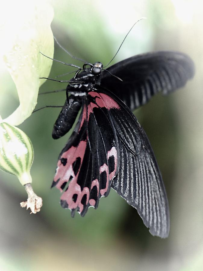 Butterfly Photograph by Jenny Hudson