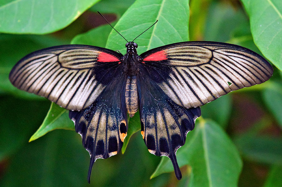 Butterfly Photograph - Butterfly by Joseph Urbaszewski