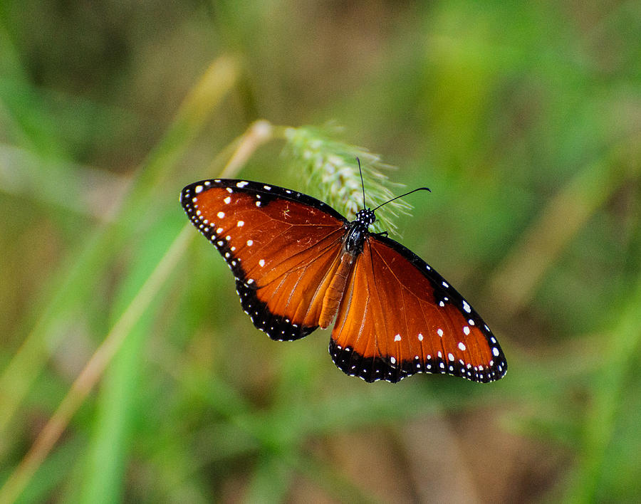 Butterfly Photograph by John Johnson