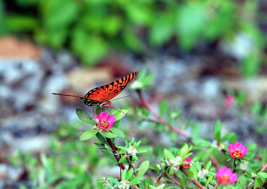 Butterfly Photograph by Joseph C Hinson