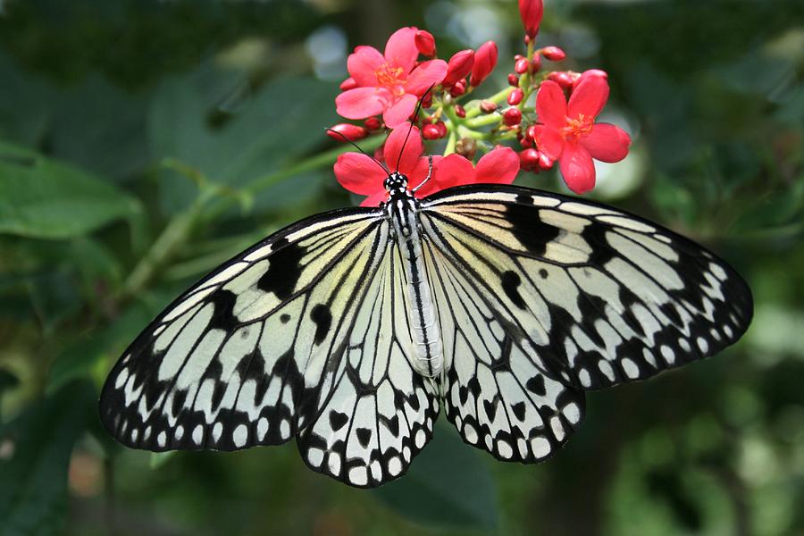 Butterfly Photograph by Jostaberry Studio | Fine Art America