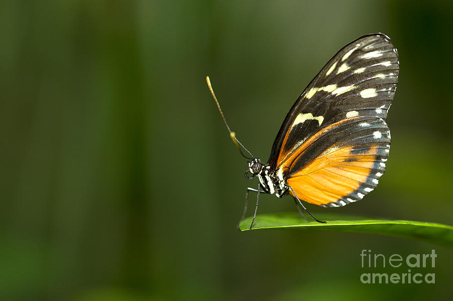 Butterfly Jumping Photograph by Victor Nguyen - Fine Art America