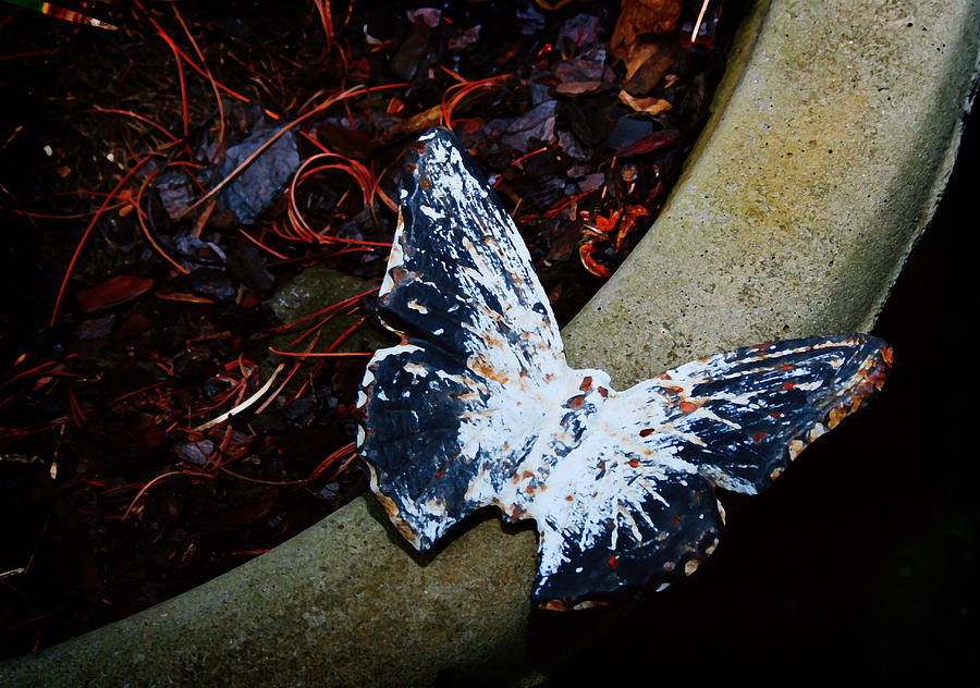 Butterfly Digital Art by Kara  Stewart