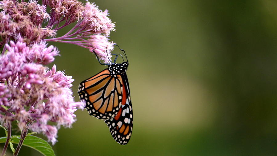 Butterfly Photograph by Karen Mayer | Fine Art America