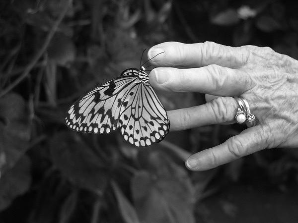 Butterfly Kiss Photograph by Shannon Grissom