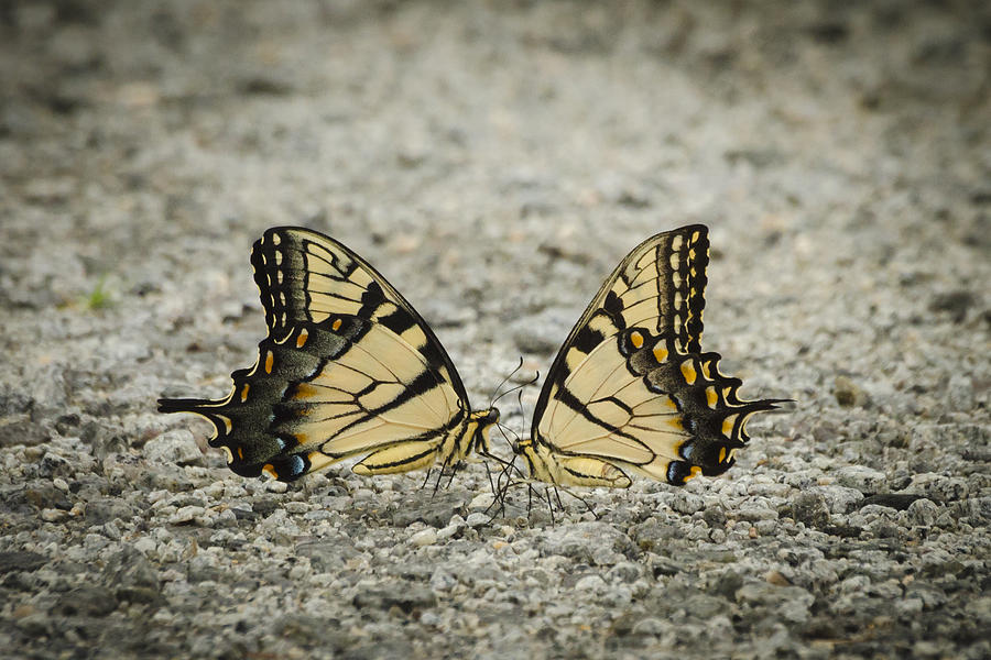 Butterfly Kisses Photograph by Bradley Clay