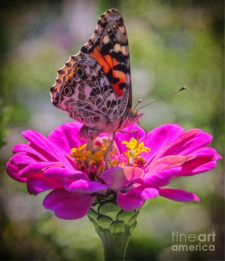 Butterfly Kisses Photograph by Elizabeth Winter