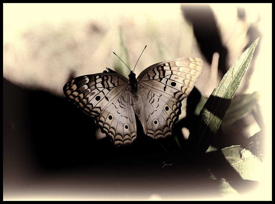 Butterfly Kisses Photograph by Oscar Alvarez Jr