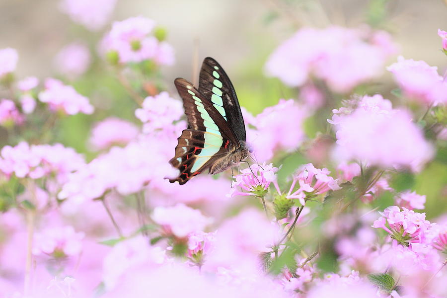 Butterfly Photograph by Kiyoshi Noguchi