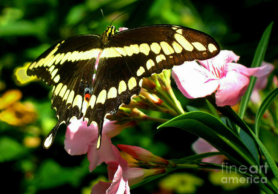 Butterfly Photograph - Butterfly by Kristine Widney