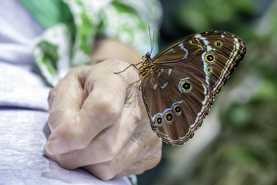 Butterfly landed on senior arthritic hand. Photograph by JodiJacobson
