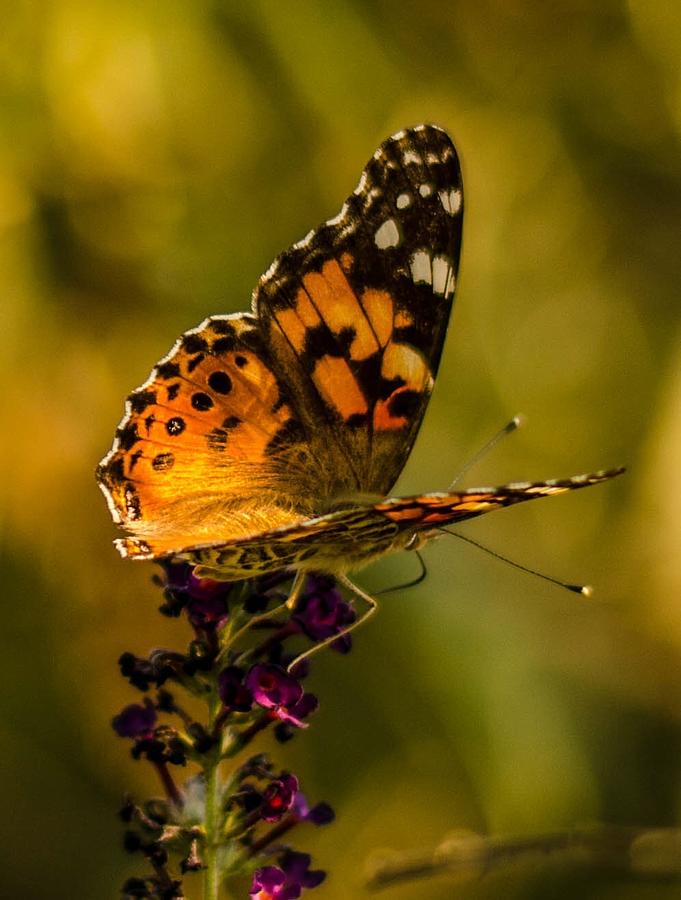 Butterfly landing Photograph by Bruce Pritchett
