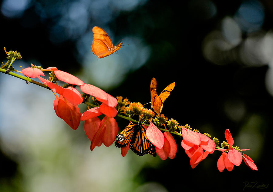 Flower Photograph - Butterfly Landing by Dee Zunker