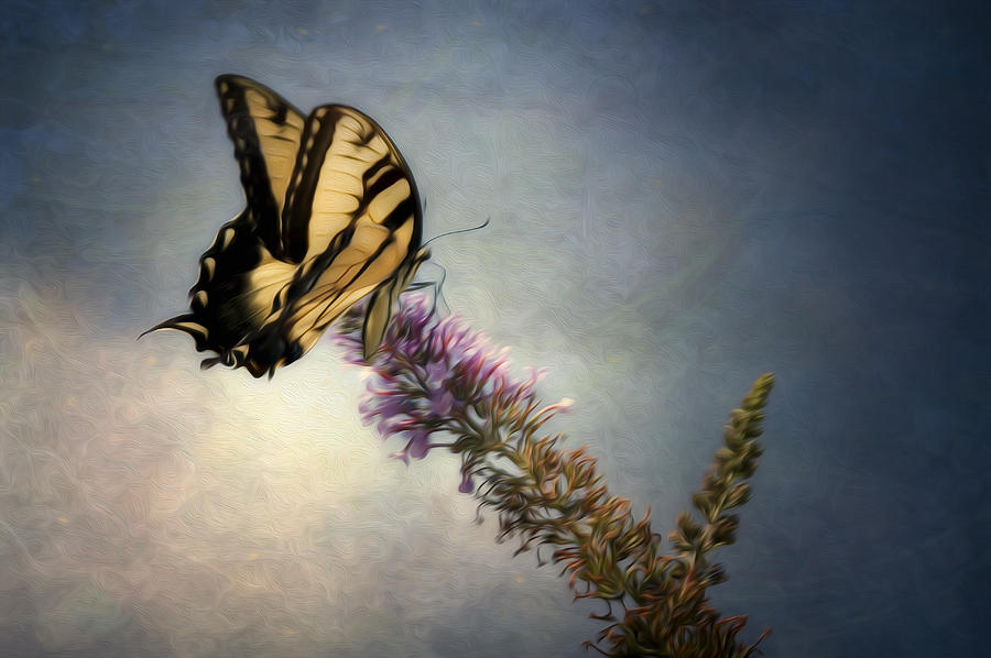 Butterfly Photograph - Butterfly Landing by Jeff Burton
