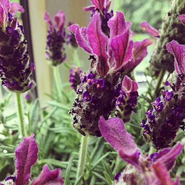 Flowers Still Life Photograph - Butterfly #lavender Plant by Miss Wilkinson