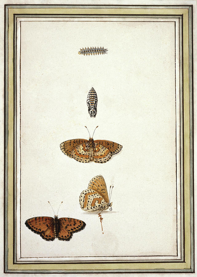 Butterfly Photograph - Butterfly Lifecycle by Natural History Museum, London/science Photo Library