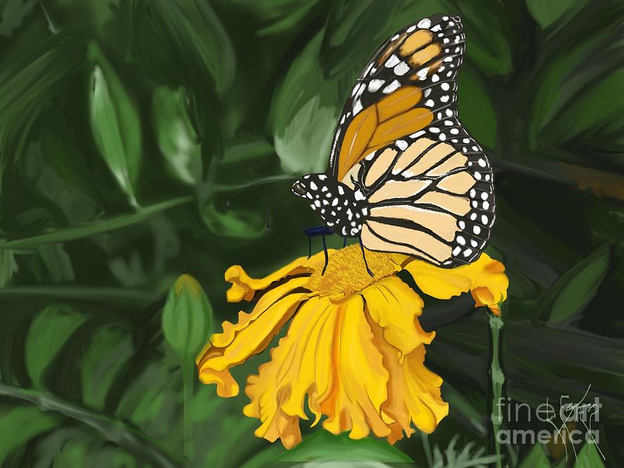 Butterfly Drawing By Lisa Estep - Fine Art America