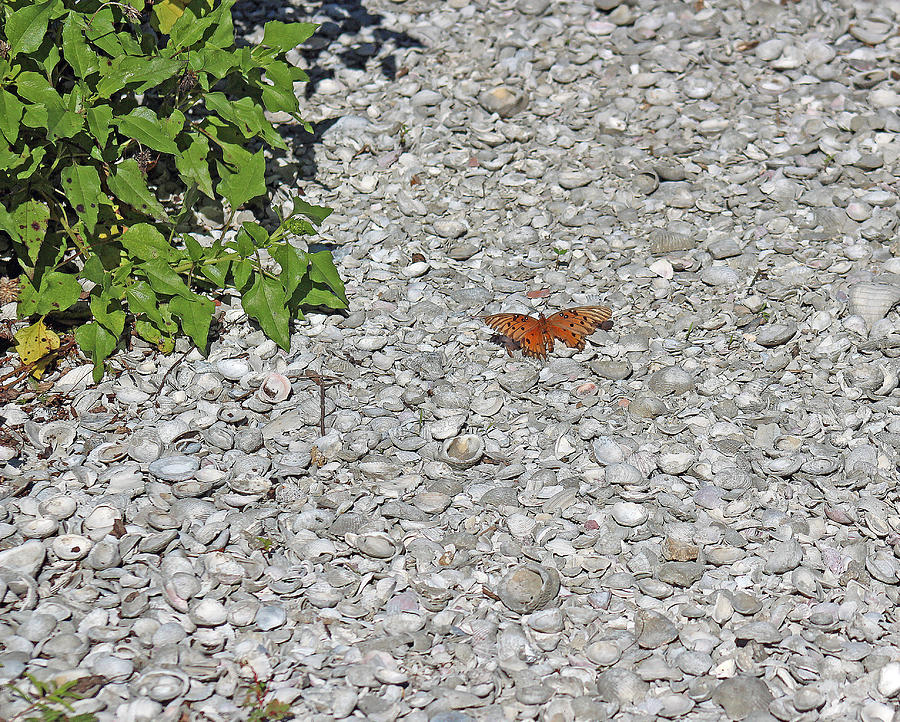 Butterfly Lost Photograph by Audrey Robillard