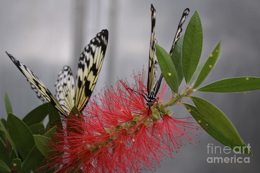 Butterfly Love Photograph by Carla Carson