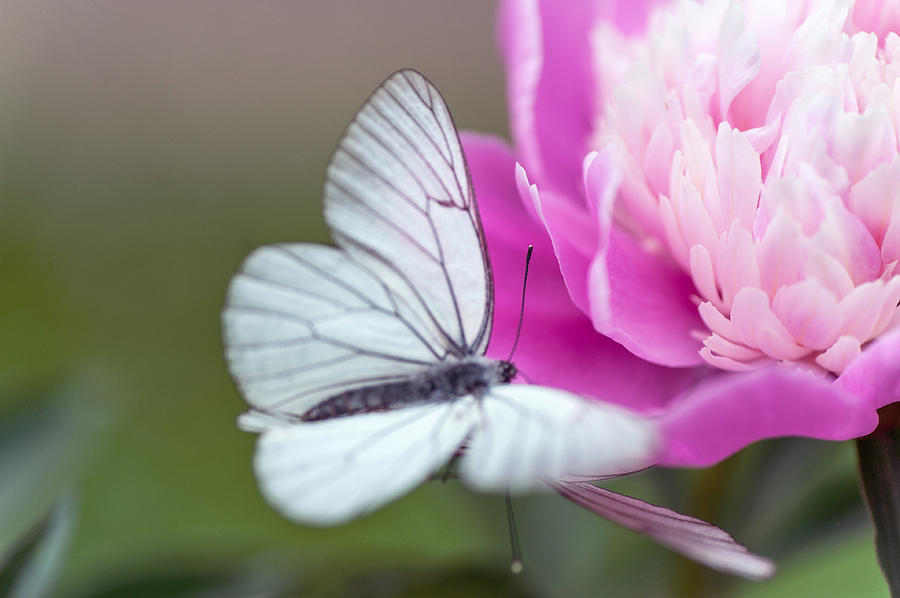 Butterfly Love Dance on Peony Photograph by Jenny Rainbow