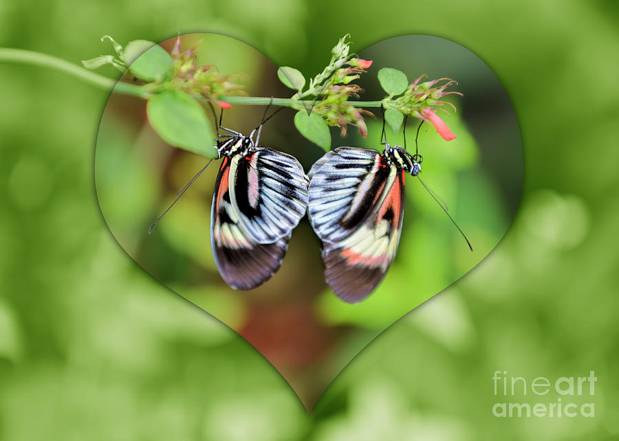 Butterfly Love Photograph by Olga Hamilton