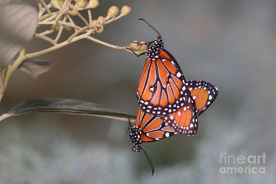 Butterfly Photograph - Butterfly Love by Ruth Jolly