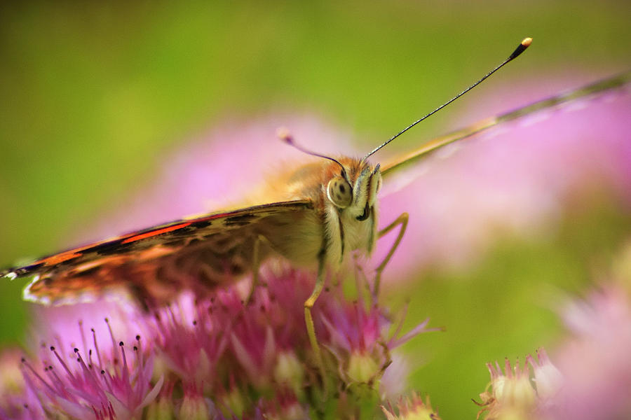 Butterfly Photograph - Butterfly Macro by Adam Romanowicz
