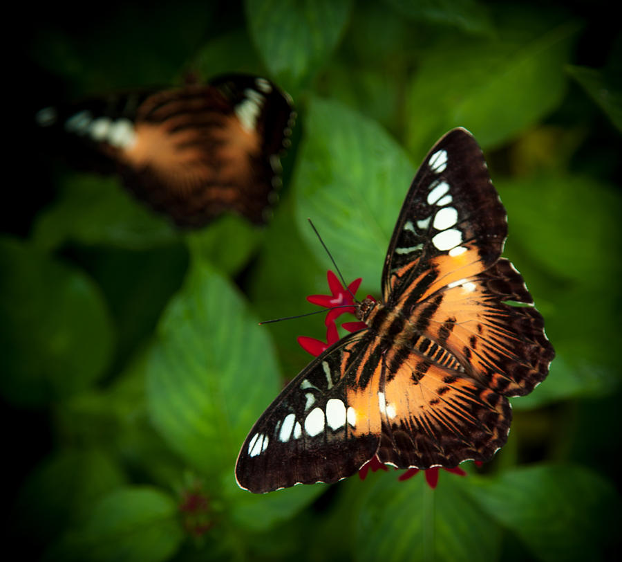 Red And Gold Photograph - Butterfly Delight by Karen Wiles