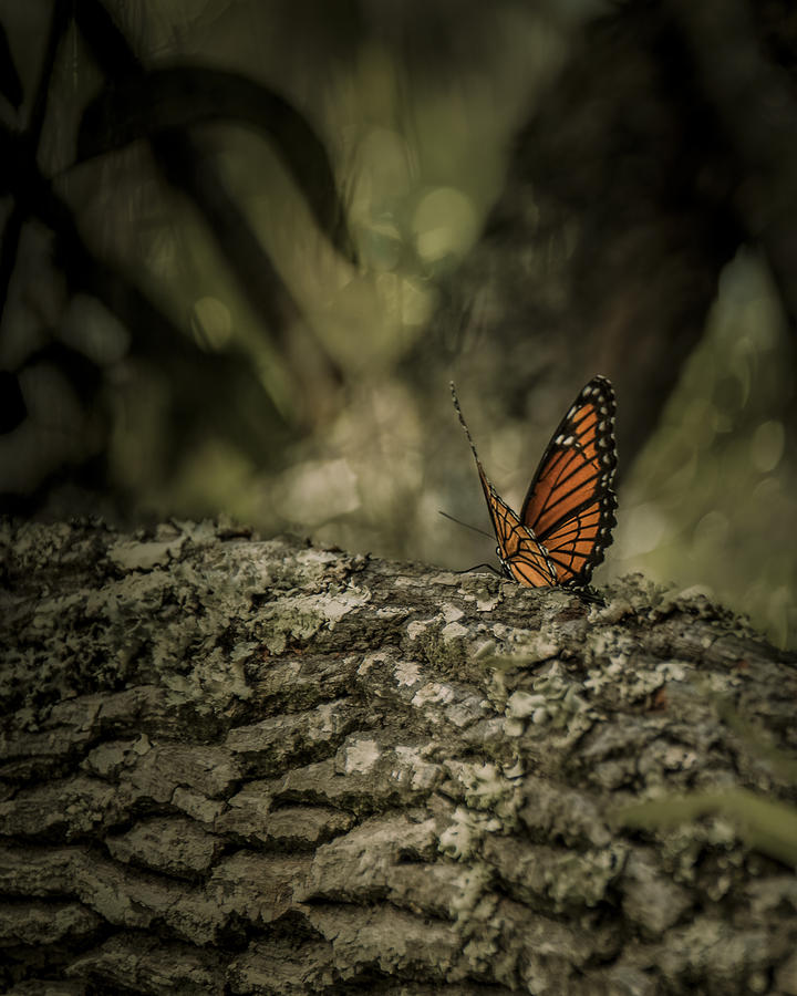 Butterfly Photograph by Mario Celzner