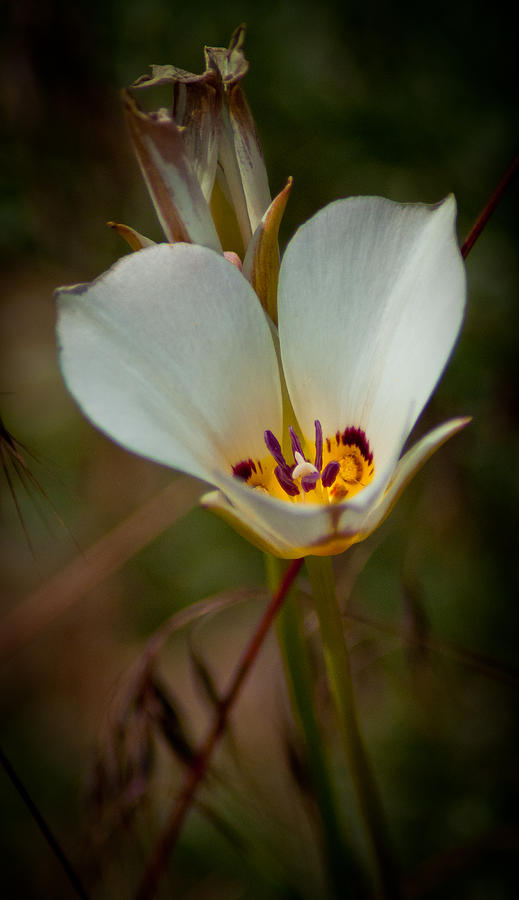 Butterfly Mariposa Lily Photograph by Janis Knight