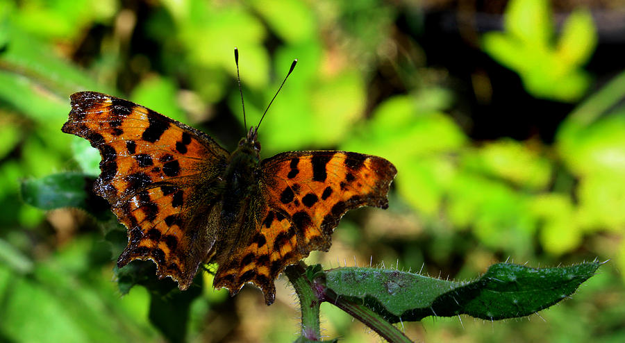 Butterfly Photograph - Butterfly by Martin Newman