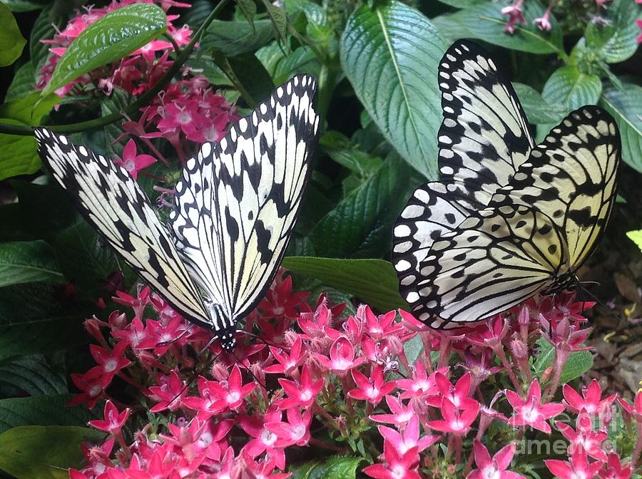 Butterfly Metamorphosis Photograph by Nona Kumah