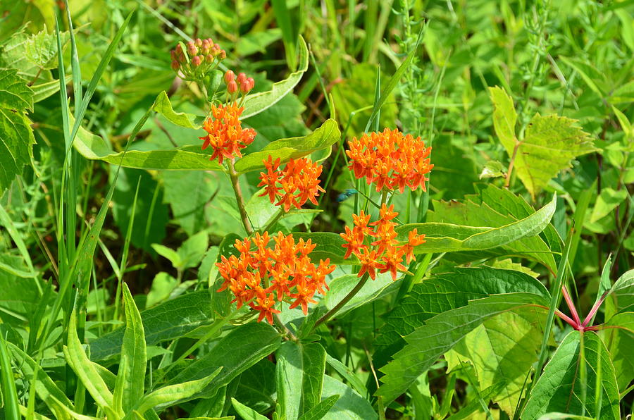 Butterfly Milkweed Photograph by Chris Tennis - Pixels