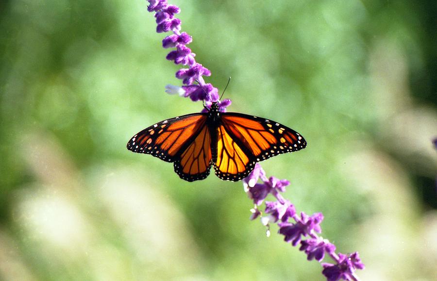 Butterfly - Monarch Photograph by Pamela Critchlow