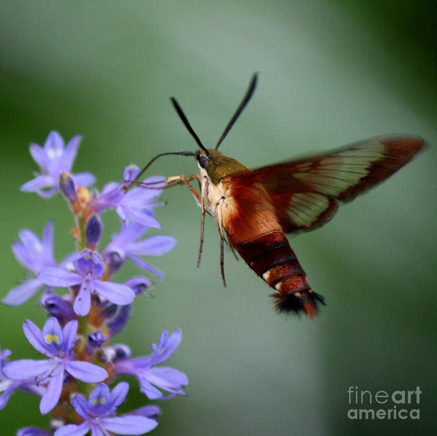 Hummingbird Photograph - Butterfly Moth in Square  by Neal Eslinger