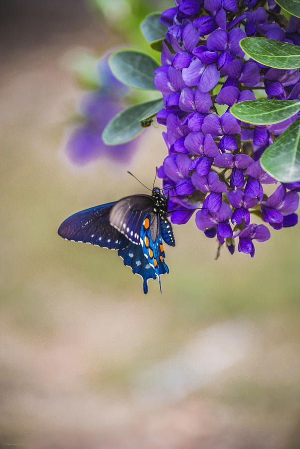 Butterfly Mountain Photograph by Debbie Karnes