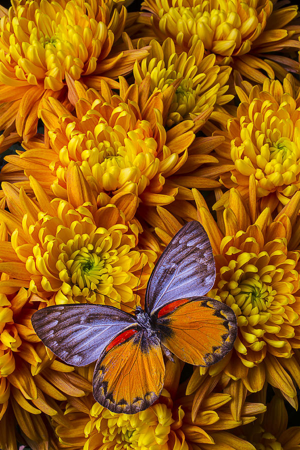 Butterfly Photograph - Butterfly mums by Garry Gay