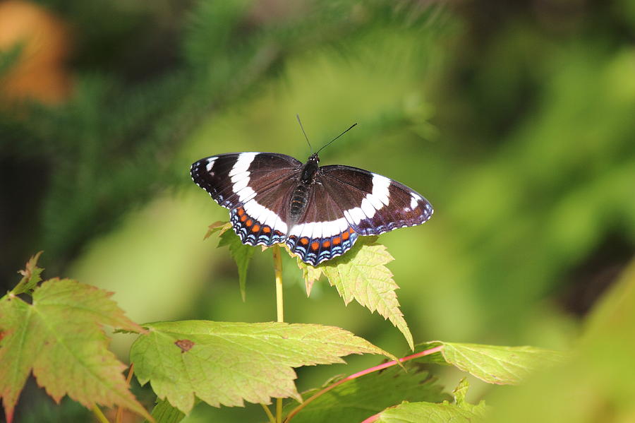 Nature Photograph - Butterfly by Nathan Kelly