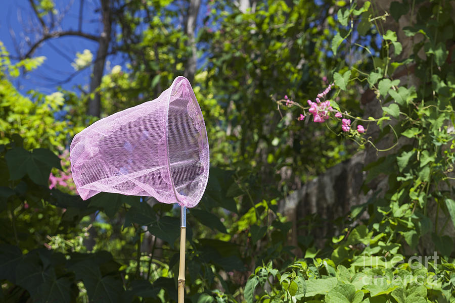 Butterfly Net in Garden Photograph by Bryan Mullennix
