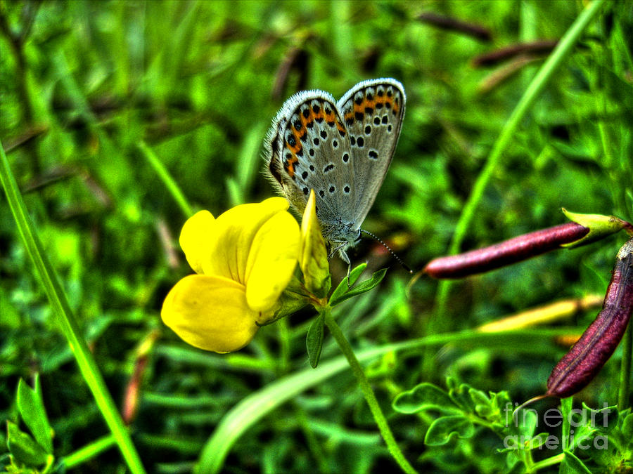 Butterfly And Flower Photograph by Nina Ficur Feenan