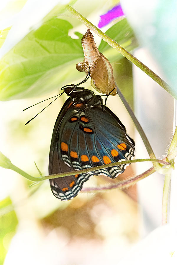Butterfly Photograph - Butterfly Nursery by Jon Woodhams
