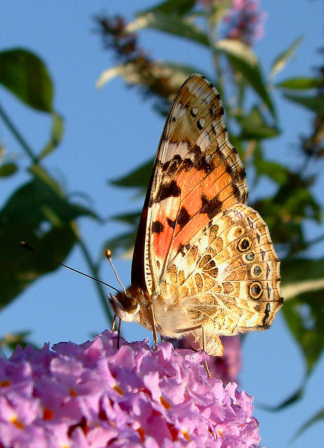 Butterfly on a Buddleia Photograph by John Topman