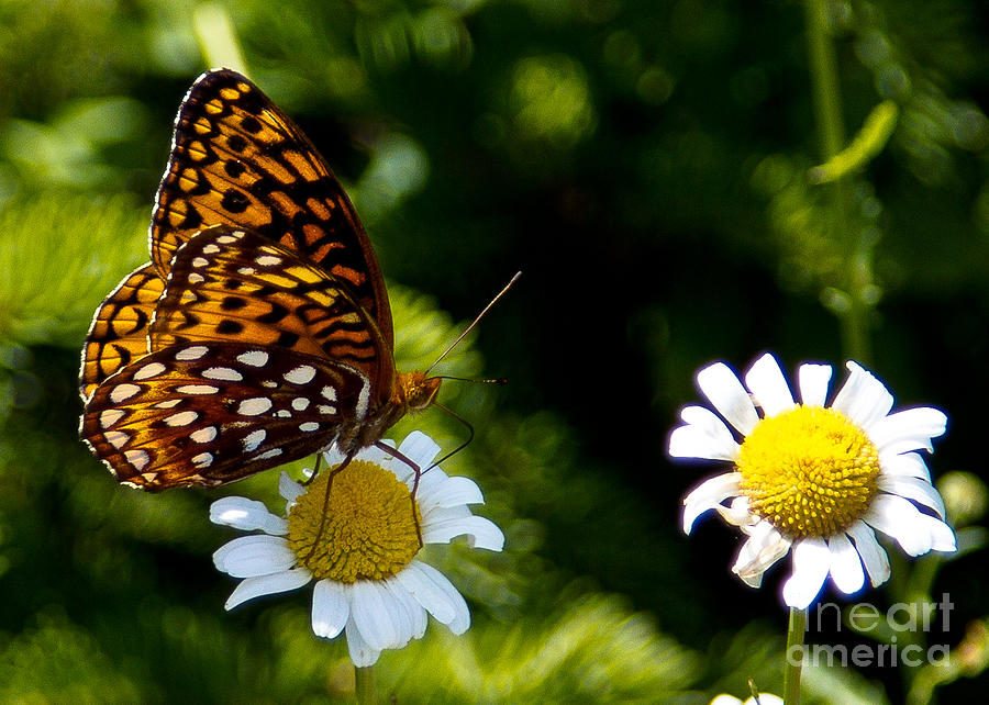 Butterfly on a Daisy Photograph by Chris Thumm