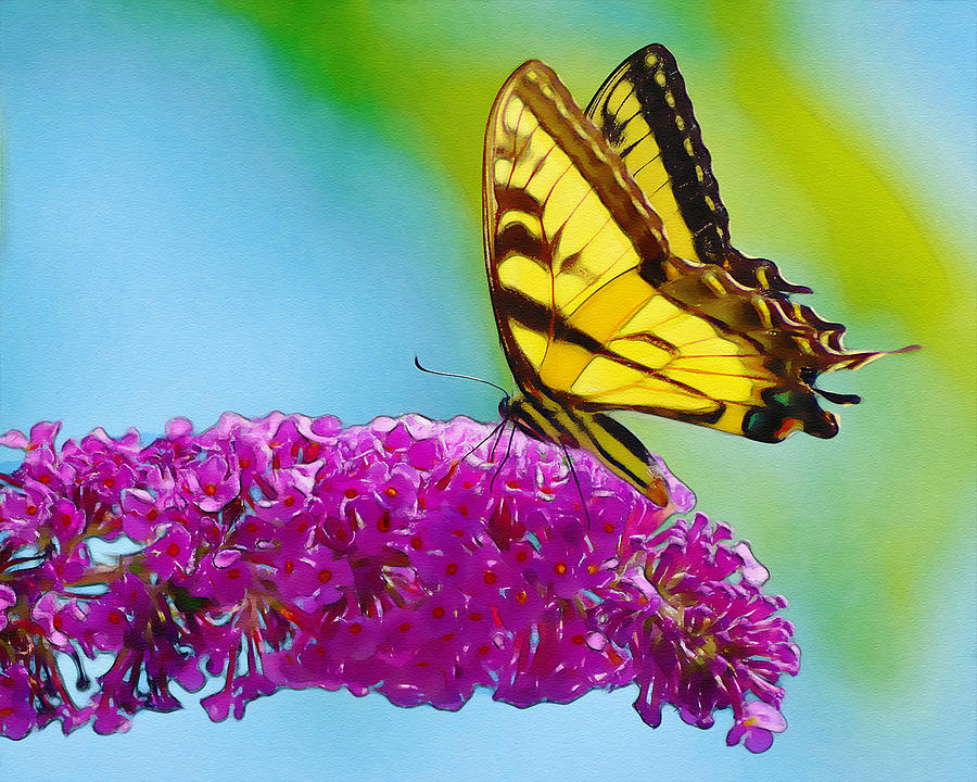 Butterfly on a flower Photograph by Dave Sandt
