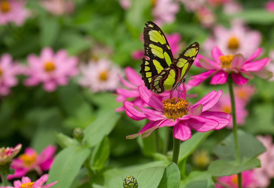 Butterfly on a Flower Photograph by Leah Palmer