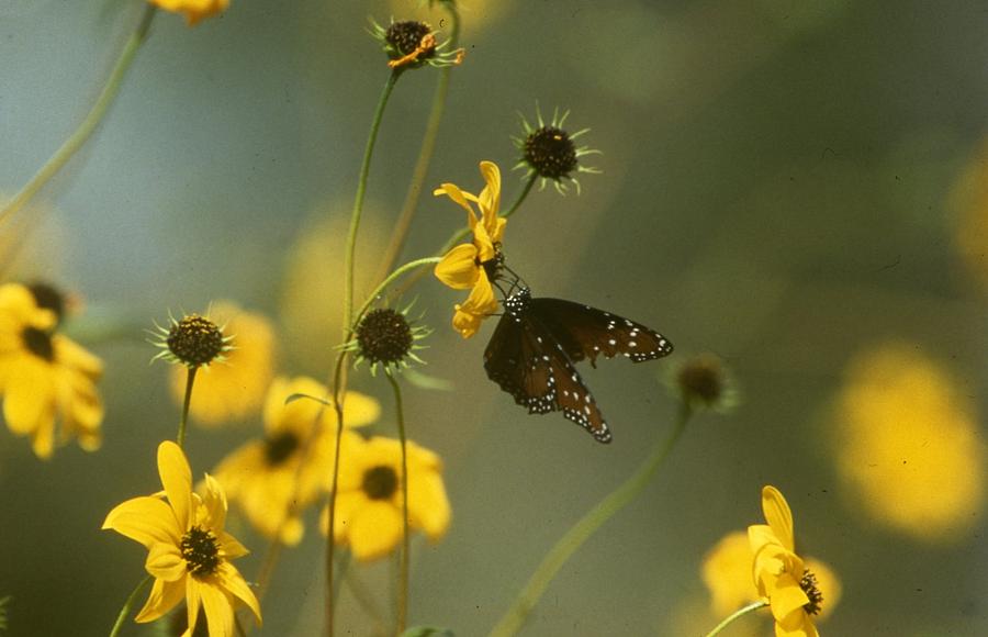Butterfly on a Flower Photograph by Retro Images Archive